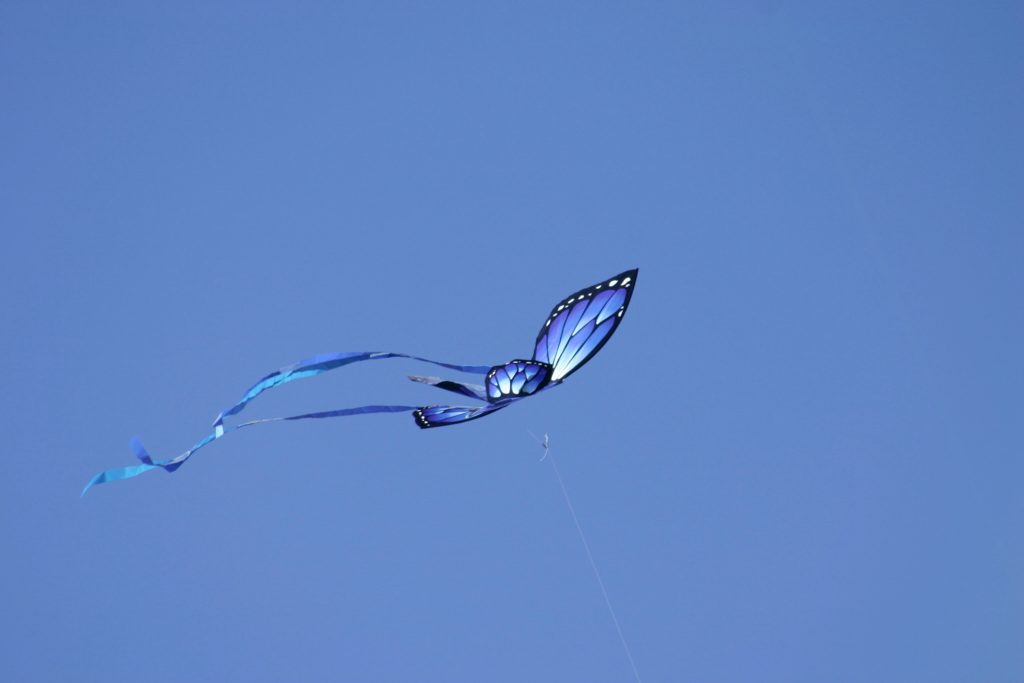 blue butterfly in flight